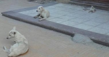 بالصور.. مستشفى "طب الأزهر" بأسيوط "خرابة" للقطط والكلاب
