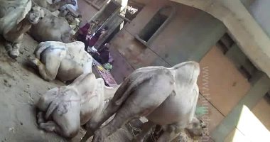 بالصور.. شكوى من تواجد حظيرة مواشى وسط الكتلة السكنية في القليوبية