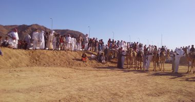 الإثنين المقبل .. سباق للهجن بجنوب سيناء فى ذكرى احتفالات أكتوبر