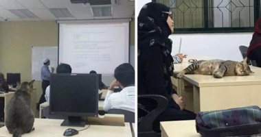 ماستحملش أكتر من نصف ساعة.. قط يصيبه الكسل فى محاضرة بجامعة ماليزية