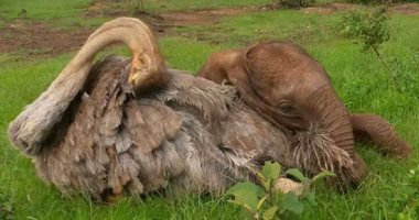 بالصور.."ليست كل الطيور على أشكالها تقع".. صداقة منذ الطفولة بين نعامة وفيل
