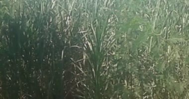 بالصور .. التفحم السوطى يهدد محصول قصب السكر بأسوان