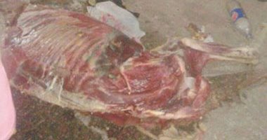ضبط شابين سرقا حمارا وذبحاه بكفر صقر فى الشرقية