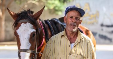 بعد 50 سنة خدمة.. زيزو أقدم سايس خيول فى مصر ومعاه رخصة من الحكومة