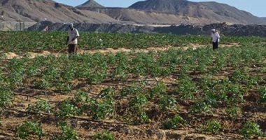 "البحوث الزراعية": استنباط أصناف مبكرة للنضج لمواجهة التغيرات المناخية