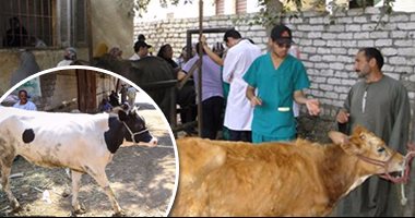 بعد مرور أكثر من عامين على مولد أول "عجل أنابيب" بالشرق الأوسط.. رئيسة المشروع: نستخدم "ميدو" كطلوقة بمرزعة "القومى للبحوث" لتحسين السلالة.. وتؤكد: "إيمى" حامل فى الشهر السابع وتلد فبراير المقبل