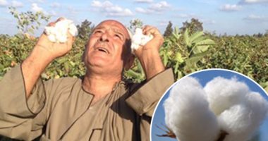 الذهب الأبيض فى أزمة.. مذكرة لمجلس الوزراء برفض الشركات والجمعيات الزراعية تسويق 2 مليون قنطار قطن بسب ارتفاع فائدة البنوك لـ20%.. و"المنتجون" تطالب بمبادرة خاصة من "المركزى" لإنقاذ المنتج المحلى