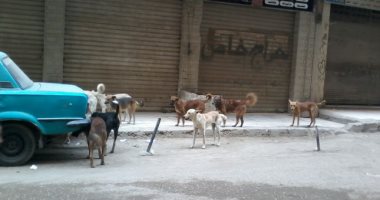 بالصور.. أهالى مدينة قباء فى جسر السويس يشكون من انتشار الكلاب الضالة