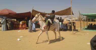 بالصور.. انتهاء سباق الخيول بكوم أمبو وسط إقبال كبير من هواة الفروسية