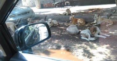 أهالى حلوان يشكون من انتشار الكلاب الضالة