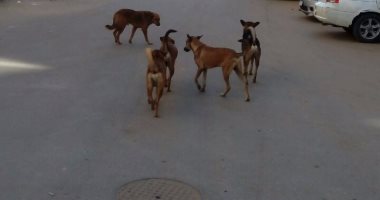 شكوى من انتشار الكلاب الضالة بشارع على بن أبى طالب بالإسكندرية