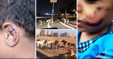 كلب ضال يعقر شخصين فى كوم أمبو بأسوان