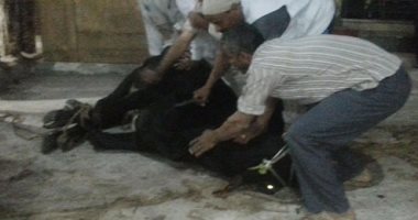  بالصور.. مريدو "البدوى" فى طنطا يذبحون "عجل نذر" فى ليلة مولده