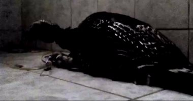 بالفيديو.. تربية ديك رومى بحمامات مدرسة جمال عبد الناصر فى شبرا الخيمة