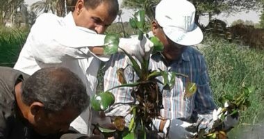 بالصور.. "الصحة" تعثر قواقع الليمنيا والبولينيس بترع بنى سويف
