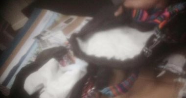 بالصور.. جمارك مطار القاهرة تحبط محاولة تهريب 3 كيلو كوكايين قادمة من بيرو