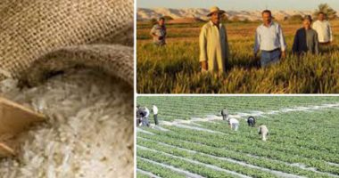 شرطة التموين تلاحق محتكرى الأرز.. ضبط عشرات الأطنان مجهولة المصدر قبل ترويجها بالأسواق.. الغرف التجارية: سعر كيلو الأرز 9 جنيهات.. ومصادر قانونية: السجن من 3 إلى 5 سنوات عقوبة التجار الجشعين