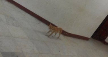 قطة تتجول داخل مستشفى صيدناوى فى الزقازيق