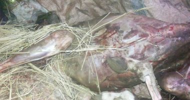 السائق المتهم ببيع لحوم حمير بالقناطر لـ"النيابة": أحصل على جلودها فقط