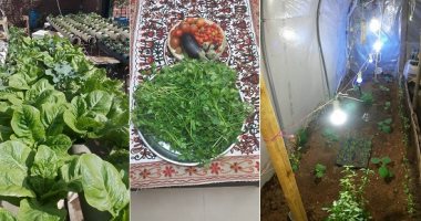 تجارب "الزراعة المنزلية" فى سوريا.. نبتة خضراء تقاوم الموت ونقص الأمن الغذائى.. "فادى" أقام 25 ورشة تدريبية لتعليم الزراعة العضوية بدمشق.. "الحمصى" يستخدمها لحفظ الخضروات طازجة لأطول وقت