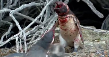 بالفيديو..عاد إلى كهفه فاكتشف آخر مع أنثاه..قتال دموى بين ذكرى البطاريق