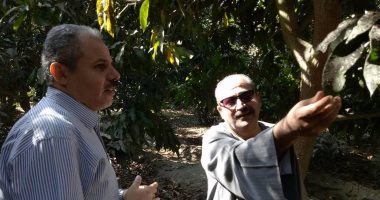 بالصور.. "فلاحى الإسماعيلية" و"زراعة القناة" تحددان نوعا من عفن المانجو