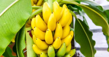 7 فوائد مذهلة للموز.. تعرف عليها