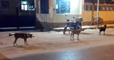 شكوى من انتشار الكلاب الضالة بشارع المريوطية فى فيصل
