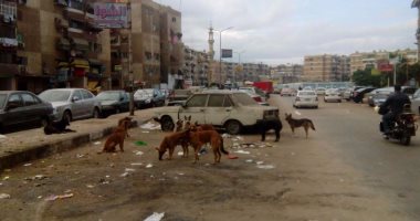 بعد عقر 18 شخصا.. بيطرى دمياط: نستخدم السم والخرطوش لمكافحة الكلاب الضالة