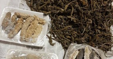 راكب تركى يحاول تهريب شعب مرجانية بالمطار