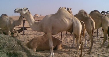 الحجر البيطرى بأسوان يستقبل 3100 رأس من الإبل الواردة من السودان