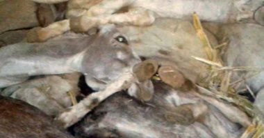 حبس 3 عاطلين ضبط بحوزتهم حمير نافقة يبيعون لحومها للكبابجية بطنطا