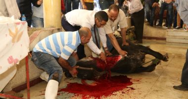 28 ديسمبر جنايات البحر الأحمر تنظر قضية ذبح جاموس محلى تحت السن
