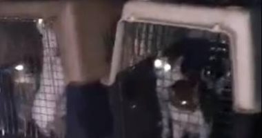 بالصور.. عضوة بنادى الجزيرة تخلى 60 قطة على مسئوليتها