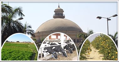 جامعة القاهرة تمتلك مملكة حيوانية وزراعية بمحطة التجارب.. 160 فدان خضر وفاكهة وإنتاج حيوانى.. والمدير  المسئول: نستطيع المساهمة فى حل مشكلة اللحوم بتسمين العجول والجمال ولدينا مصنع لعلف الحيوان