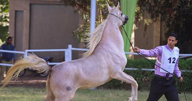 "الزراعة": 1060 مزرعة للخيول مسجلة بـ"الزهراء" تخضع للمعايير البيطرية