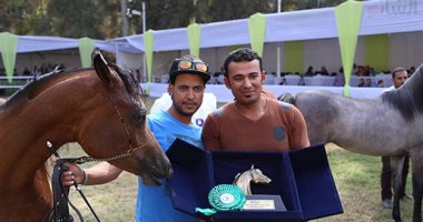 انطلاق مهرجان الخيول بمشاركة 340 حصان