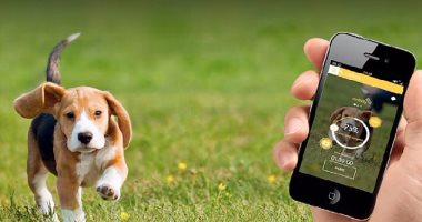 من أكشاك انتظار لأطواق GPS.. آخر ما توصلت إليه التكنولوجيا لراحة الكلاب