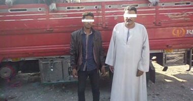 بالصور.. ضبط سيارة محملة بـ32 حمارا قبل ذبحها بالمنوفية