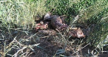ضبط عاطل يذبح حمارا بالمنزلة وهروب صديقه.. والنيابة تحبسه 4 أيام