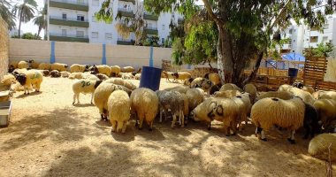 سحب عينات من الأغنام في المنصورة للإشتباه في إصابتها بالطاعون