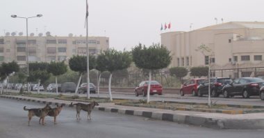 شكوى من انتشار الكلاب الضالة فى جزيرة محمد بالوراق