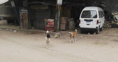 أهالى خارطة الشيخ مبارك فى مصر القديمة يستغيثون من الكلاب الضالة 