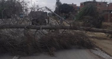 سوء الأحوال الجوية يتسبب في اقتلاع شجرتين بسوهاج والمرور يعيد حركة السير