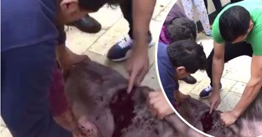 بالفيديو.. عصام الحضرى يذبح عجلا فى إجازة دجلة