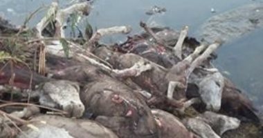 بالصور.. إلقاء حمير مذبوحة فى مصرف قرية الشونى بطنطا