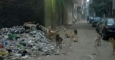قارئ يشكو من الكلاب الضالة وتراكم القمامة فى منطقة أرض اللواء