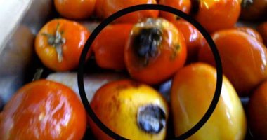 ضبط صاحب مصنع ينتج صلصة ومربى غير صالحة للاستهلاك الآدمى بالجيزة 