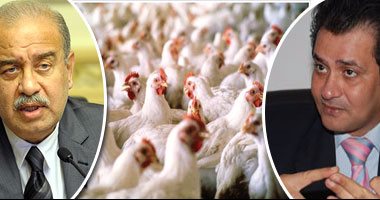  «مصر خالية من أنفلونزا الطيور».. ننشر أول تقرير حكومى حول فيروسH5N8.. «الزراعة»: سحب عينات من 45 قرية بـ9 محافظات تؤكد خلوها من الإصابة.. و«الصحة العالمية»: مصر آمنة.. و10 إجراءات لاحتواء المرض  