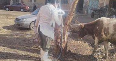بيطرى دمياط ينظم حملات لعلاج المواشى والطيور المنزلية بالمجان